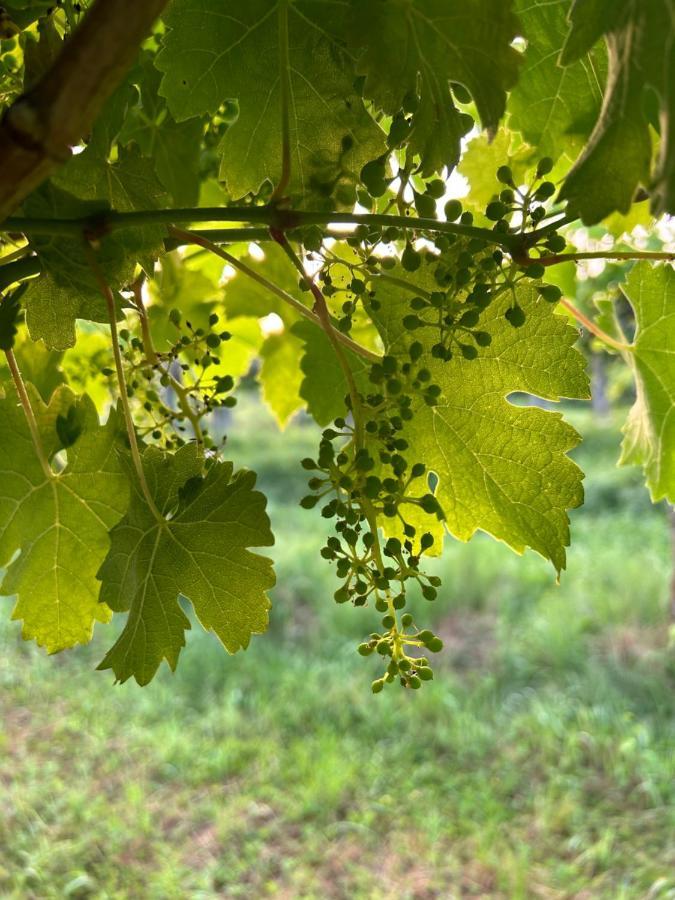Cruna Di Subida Wine Country House Cormòns Buitenkant foto